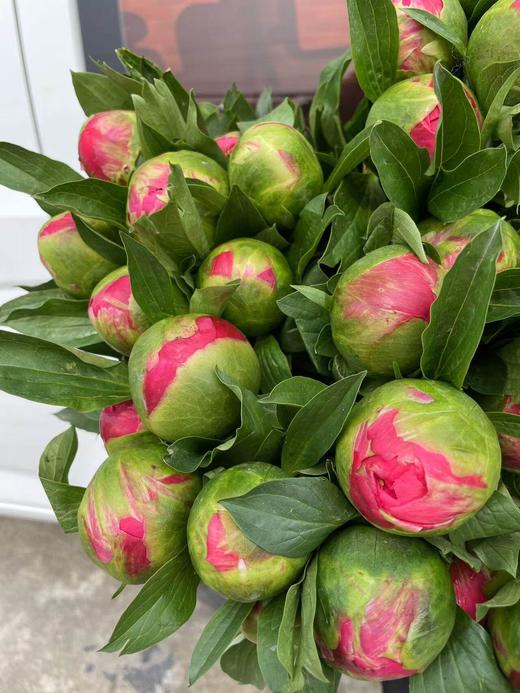 超级珊瑚芍药花5支 商品图6