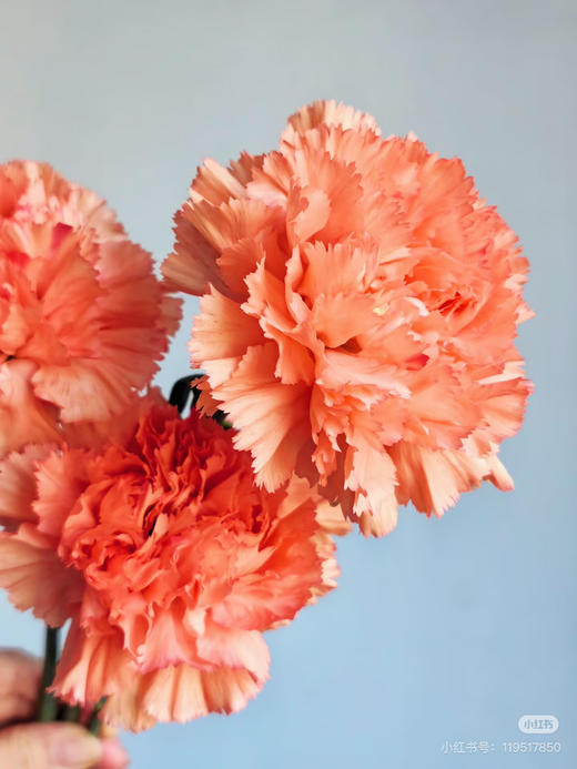 【2026.4.3】特价：1扎20枝A级橙光康乃馨25.9（现货 下单即可到店自提） 商品图2