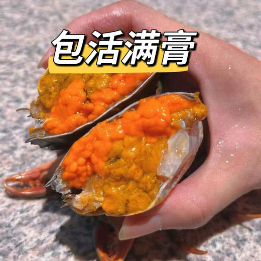 超热销爆款包活红膏蟹 ！顶盖肥，只只爆 商品图0