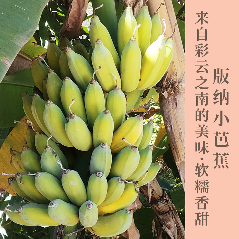 云南西双版纳新鲜小芭蕉现摘软糯香甜现摘现发入口绵柔包邮发货