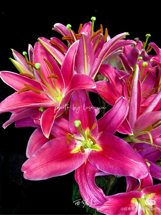 【2026.4.6】特特价：5枝3头A级西诺红 红百合25.9（现货 下单即可到店自提） 商品图2