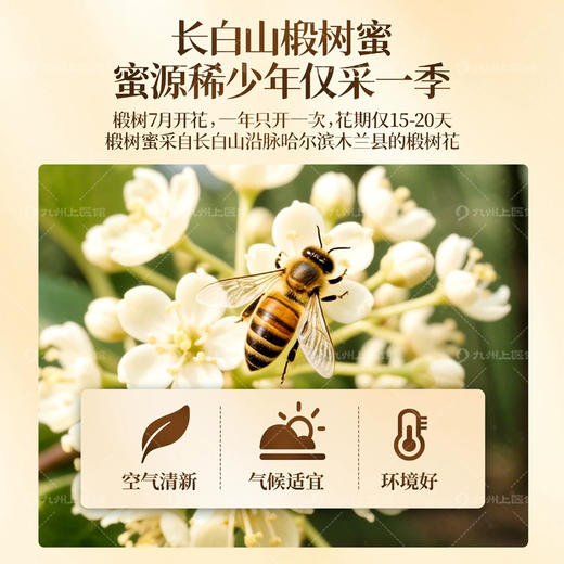 东北长白山椴树蜜官方旗舰店中药饮片500g/瓶蜂蜜椴树蜜纯正 商品图1