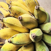 云南西双版纳新鲜小芭蕉现摘软糯香甜现摘现发入口绵柔包邮发货 商品缩略图3