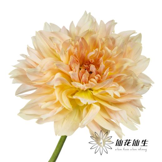 大丽花 | 乔微儿的最爱 商品图2