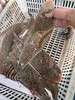 xm断货王{护眼补钙海鱼！新鲜无刺！！！}刚回港的深海龙利鱼，每一条精挑细选发货，顺丰冷链送货上门 厨房小白也能轻松搞定，几分钟就能端上一盘硬菜！ 商品缩略图6