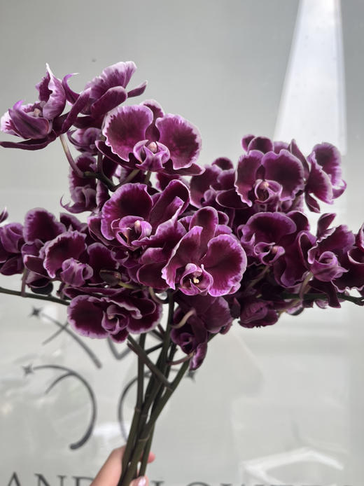 国产花材-【拉丁舞】蝴蝶兰 商品图1