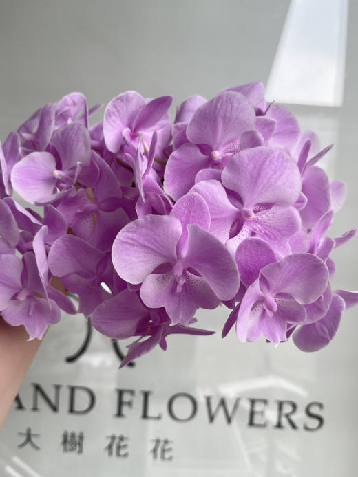 国产花材-【灵雅粉】蝴蝶兰 商品图1