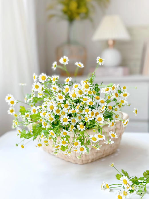 【2026.4.3】特价：1扎A级洋甘菊9.9（花期久 现货 下单即可到店自提） 商品图1