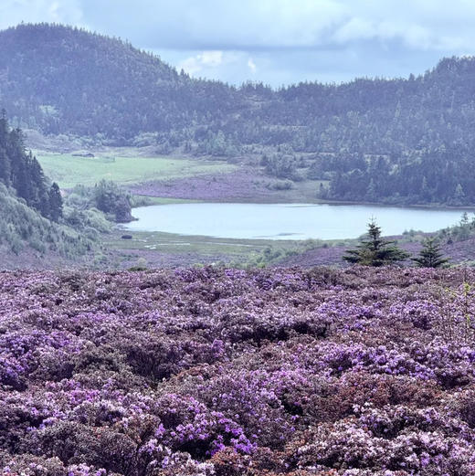 云南｜尼汝徒步3日/4日可选，南宝牧场/色列湖/七彩瀑布/丁汝湖/南波湖，五一端午行程提前预定！ 商品图12