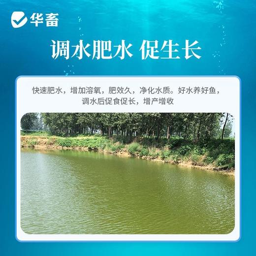 华畜硅藻藻种水产养殖小球藻绿藻鱼虾蟹水产复合藻种调水肥水培藻 商品图3