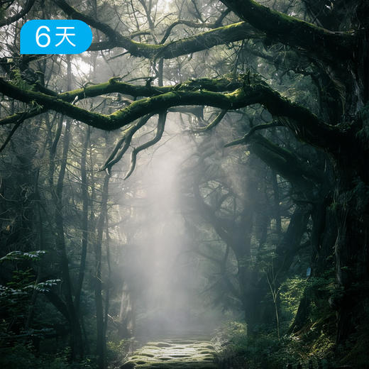 寻迹古蜀道｜跟随诗仙李白的足迹 行走千年历史长廊 56KM轻徒步 6日 商品图3