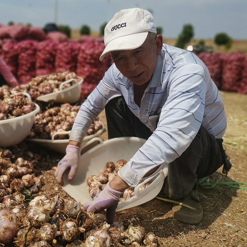转发优惠购！助力云南新鲜紫皮大蒜，新鲜有味儿，蒜香浓郁，做糖蒜、当调料都很好