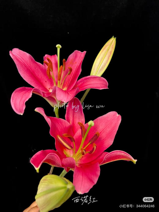 【2026.4.6】特特价：5枝3头A级西诺红 红百合25.9（现货 下单即可到店自提） 商品图1