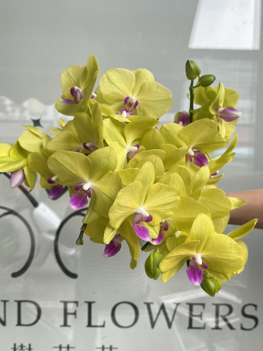 国产花材-【青梨】蝴蝶兰 商品图0