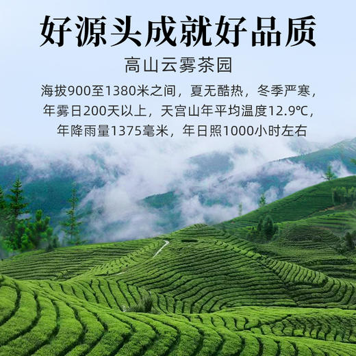 【新茶】茶叶 绿茶 2026新茶 雀舌 宜宾早茶 天府龙芽大师 新茶 茶饮 50g 商品图1