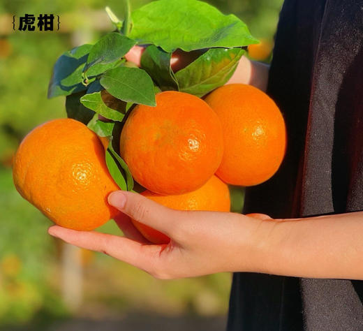 礼盒装4斤大果【云南高山虎柑】黄金甜酸比，果大肉多，自带糖化虎皮斑，不打蜡不打甜味剂 商品图4