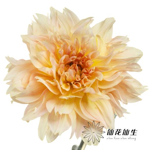 大丽花 | 乔微儿的最爱 商品图5