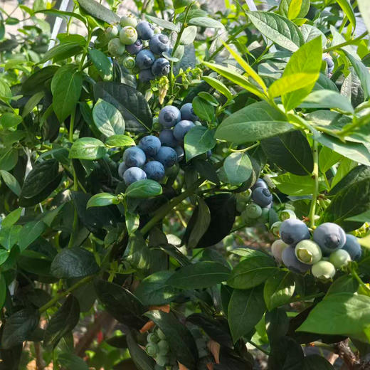 【72小时发货】基地直发 | 古楼子生态蓝莓 | 辽宁丹东 商品图4