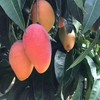 【树上熟贵妃芒】真正树上成熟，尖头冒黄采摘，生长成熟期约150天，比其他贵妃长30天，皮薄肉厚，口感天花板 商品缩略图2