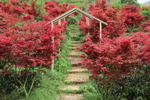 04.08岭南红叶世界、云髻山古镇2天摄影团 商品图2