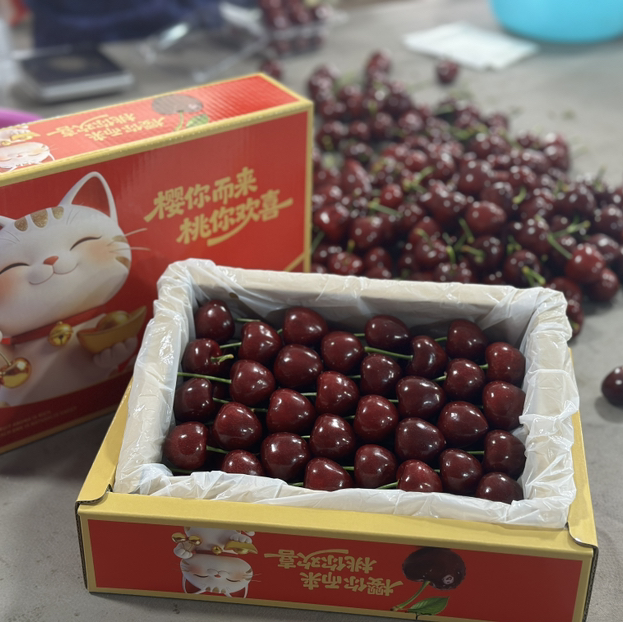 周一取货：【蔚林3J美早樱桃】净重1.4-1.5斤左右/箱，大连产地直飞