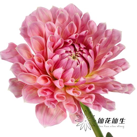 大丽花 | 城堡大道 商品图4