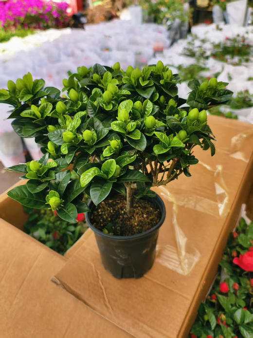 现货长益150#棒棒糖金典栀子花，状态很好，花草多 商品图0