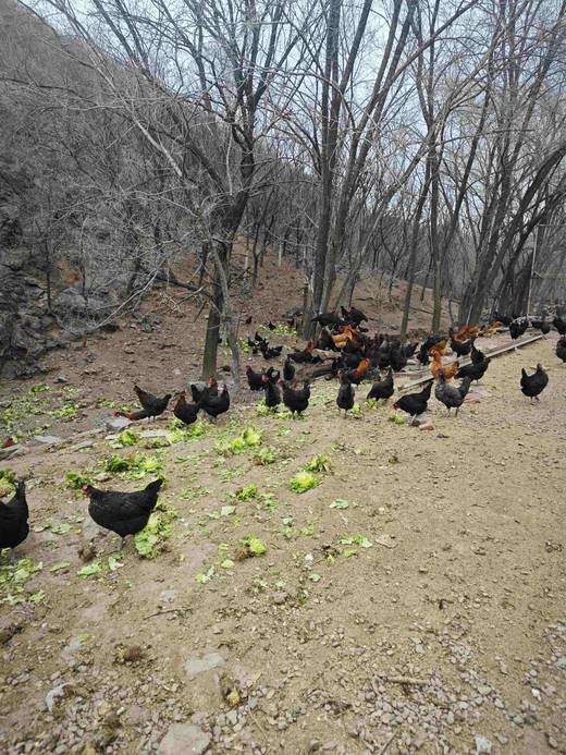 鸡蛋30枚包邮 商品图1