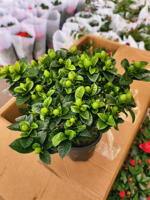 现货长益150#棒棒糖金典栀子花，状态很好，花草多 商品图1