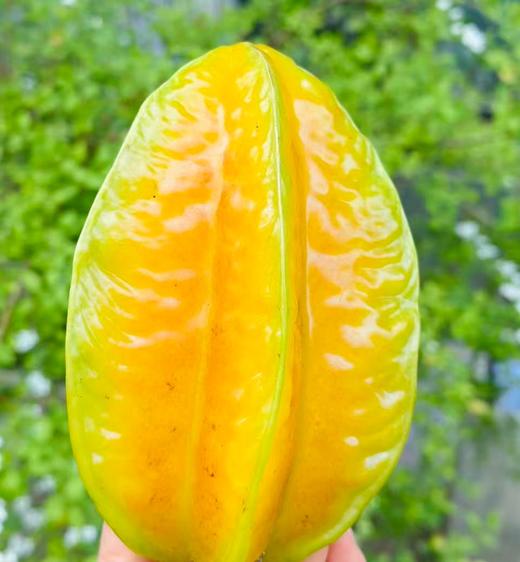 福建漳州蜜麒麟树熟杨桃| 漳州风土，孕育五星甜； 换季干燥缺水身体不适 适合多吃水分充足的水果 每一颗都是树上自然成熟 水分充足，不酸不涩清甜爽口～ 商品图1