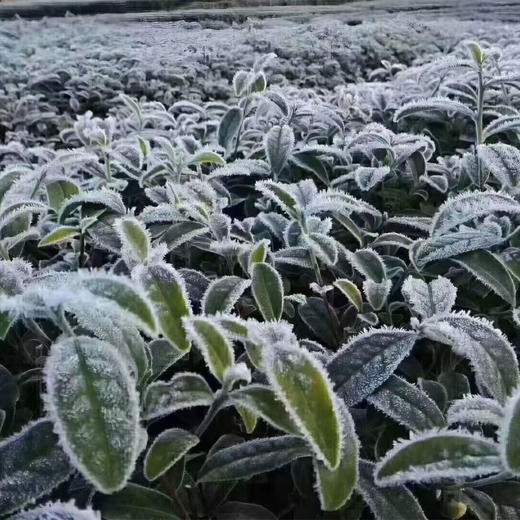 【茶馆茶叶】【金露香萱】龙眼果木炭焙丨海拔2500米台湾梨山核心产区，霜降冰封+晴天采制，龙眼果木炭焙，8次慢焙、近两年工期，古法匠心传承 商品图9