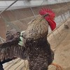 芦花公鸡（春季长身体首选） 商品缩略图0