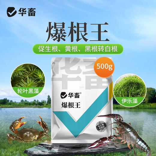 华畜爆根王壮根肥水草生根保草促长改底改善水质长根宝水草生根粉 商品图0