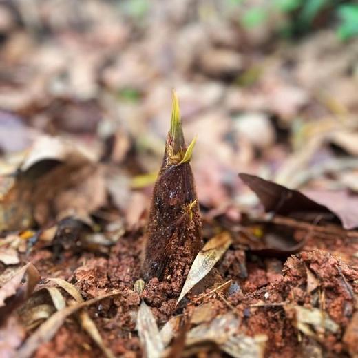 雷竹鲜笋 竹笋 来自笋竹之乡-永安 爽脆鲜嫩 细腻无渣 生吃都无涩味 商品图7
