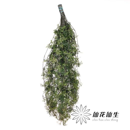 日本花材 | 日本铁线莲Petriei 商品图1