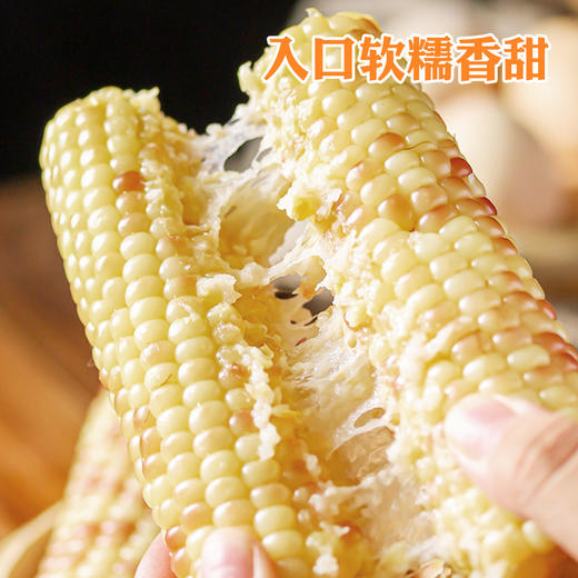 【江苏农垦】响垦臻品丨紫花糯玉米 1.8kg（10根） 商品图2