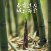 雷竹鲜笋 竹笋 来自笋竹之乡-永安 爽脆鲜嫩 细腻无渣 生吃都无涩味 商品缩略图6