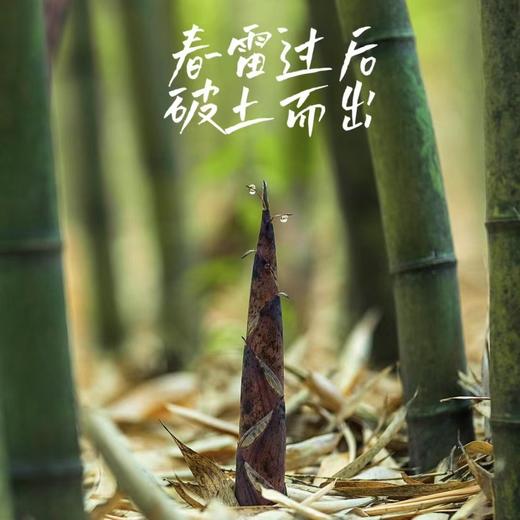 雷竹鲜笋 竹笋 来自笋竹之乡-永安 爽脆鲜嫩 细腻无渣 生吃都无涩味 商品图6