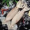 【ZCWJ】  冰鲜鱿鱼 2.5斤  大鱿鱼  烧烤 商品缩略图0