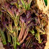 头茬野生红油香椿#鲜嫩美味，新鲜头茬细嫩少渣多汁味甜香气浓郁，尝鲜期15天，来自秦岭大山间的野生美味 商品缩略图3