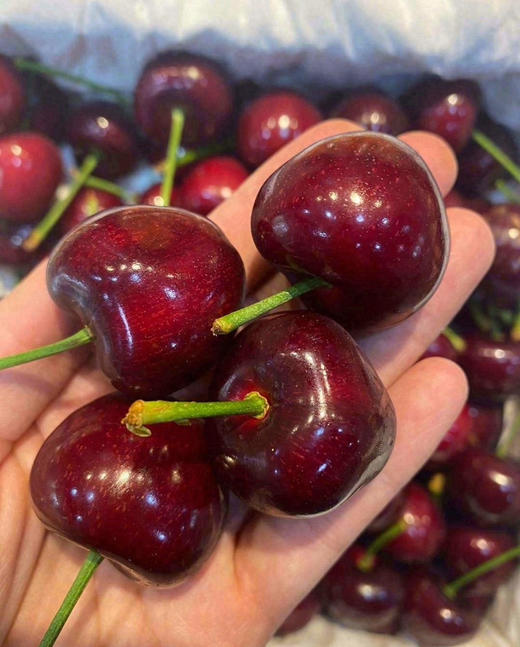 大连美早大樱桃，基地直采 商品图1