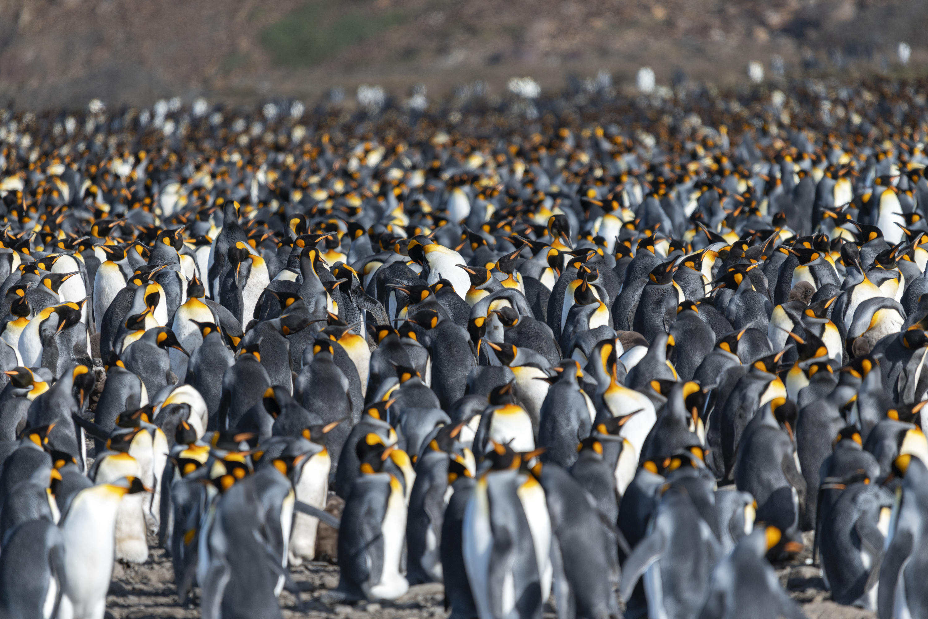 南极三岛「早鸟价8折，优惠高达4万元」福克兰群岛、南极半岛、南乔治亚岛26天摄影之旅