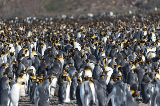 南极三岛「早鸟价8折，优惠高达4万元」福克兰群岛、南极半岛、南乔治亚岛26天摄影之旅 商品图0