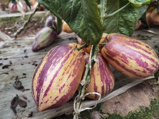 民勤沙漠人参果#皮薄肉厚清甜多汁，解渴解腻，民勤沙漠种植，昼夜温差大，雪水灌溉营养丰富 4.5斤中果 商品图4