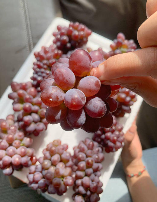 【诸小沃-茉莉香无籽提】高甜，汁多，皮薄，无核还带着清新淡雅的茉莉香-CC 商品图8