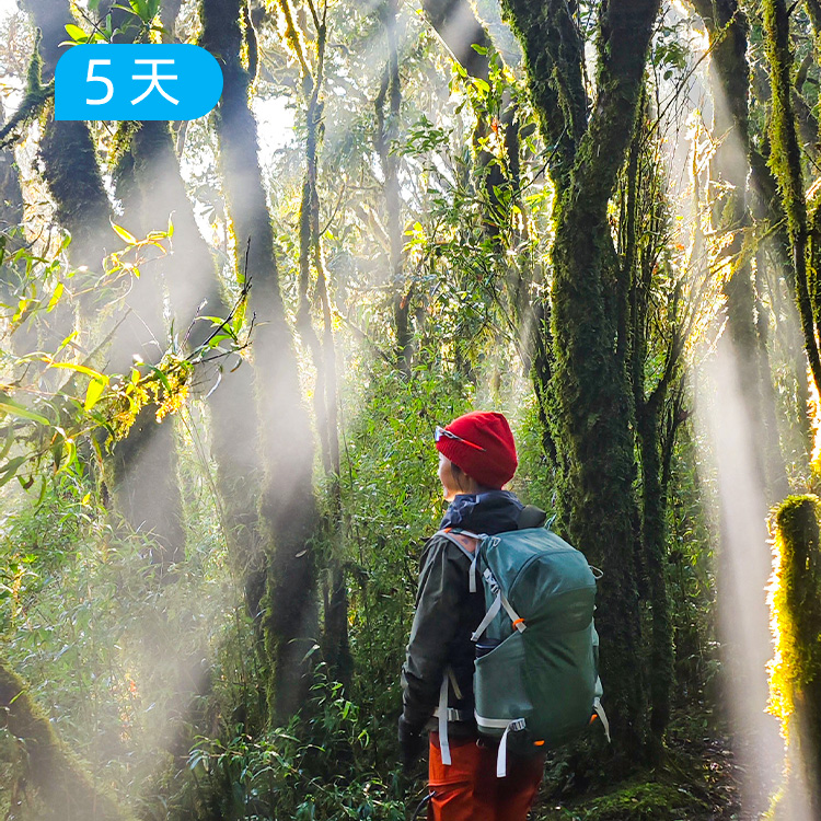 云南哀牢山｜春季爆款 穿越迷雾森林+徒步元阳梯田 23公里轻徒步 5日