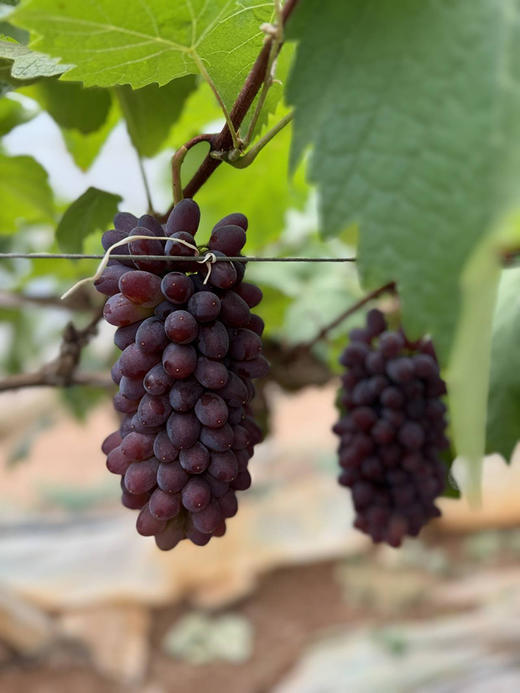 【诸小沃-茉莉香无籽提】高甜，汁多，皮薄，无核还带着清新淡雅的茉莉香-CC 商品图4