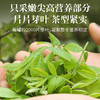 福东海 青钱柳茶180克  金钱柳叶深山老树嫩叶送父母长辈泡茶喝 商品缩略图4