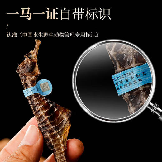 福东海 海马6克  一公一母海马干煲汤泡酒药材料 商品图1