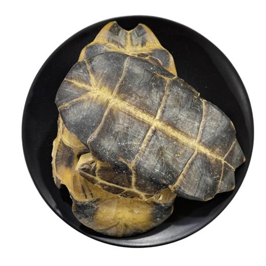 生龟板   龟壳 养殖龟板 可砸小 商品图4